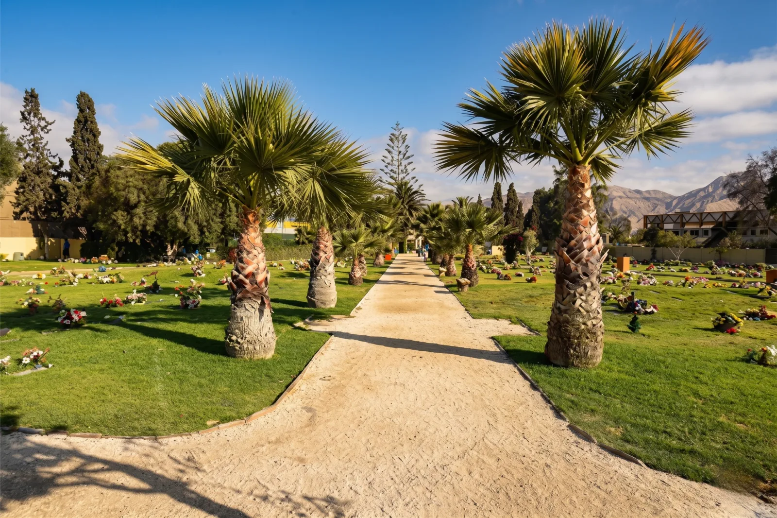 Entrada del Cementerio Parque de Copiapó con sus palmeras características